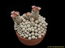 Escobaria leei SB397 1192